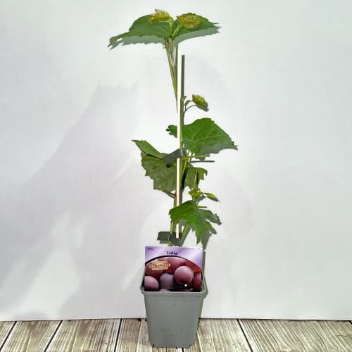 Vid Lidia, P9 interface.image 2 interface.art 7340