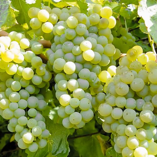 Vid Ontario interface.art photo 1 Vid Ontario interface.image 1 interface.art 6956