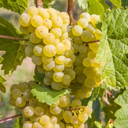 Vid Seyval Blanc interface.image 2 interface.art 7343