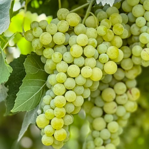 Vid Solaris, P9 interface.image 1 interface.art 6951