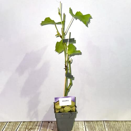 Vid Solaris, P9 interface.image 2 interface.art 6951