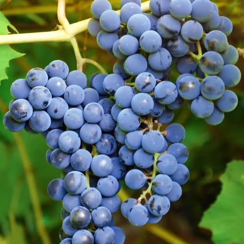 Vid Cascade interface.art photo 1 Vid Cascade interface.image 1 interface.art 7374