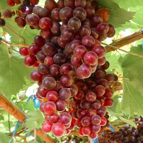 Viña Kalina Red interface.art photo 1 Viña Kalina Red interface.image 1 interface.art 4897