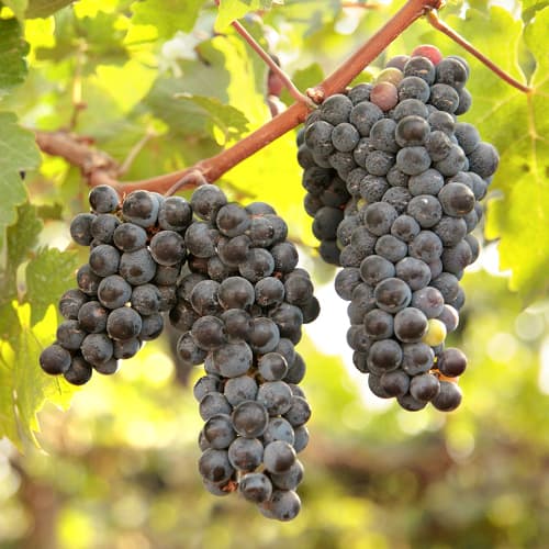 New York Muscat Vid interface.art photo 1 New York Muscat Vid interface.image 1 interface.art 6959