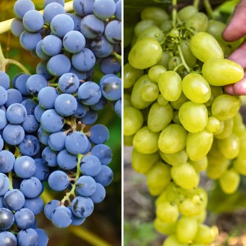 Vid superior, 2 plantas interface.image 1 interface.art 4958