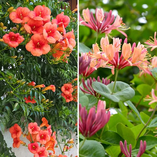 Enredaderas ornamentales, 2 plantas interface.art photo 1 Enredaderas ornamentales, 2 plantas interface.image 1 interface.art 4817