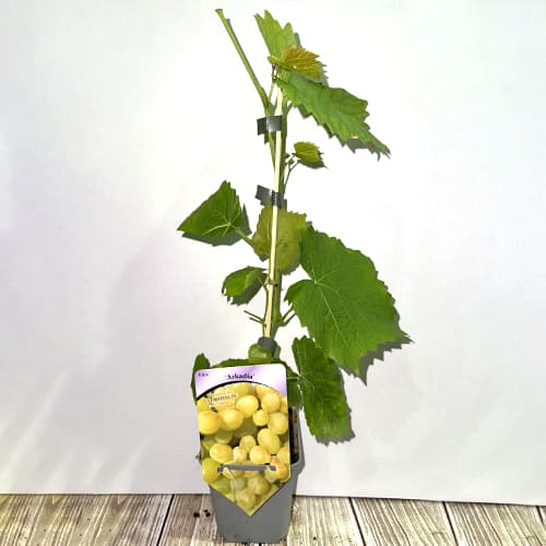 Vid Arcadia, P9 interface.art photo 2 Vid Arcadia, P9 interface.image 2 interface.art 7303