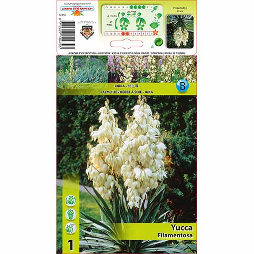 Yuca Filamentosa interface.art photo 1 Yuca Filamentosa interface.image 1 interface.art 76366