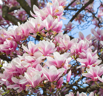 Árboles ornamentales