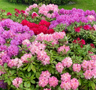 Arbustos ornamentales