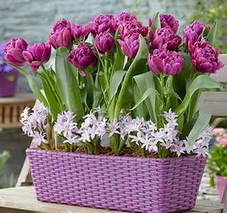 Bulbos de flor Best Buy Capperline