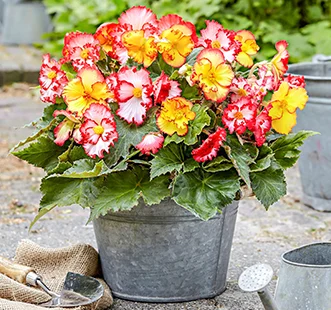 Bulbos de flores de primavera