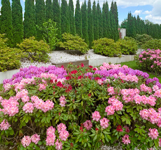 Plantas ornamentales