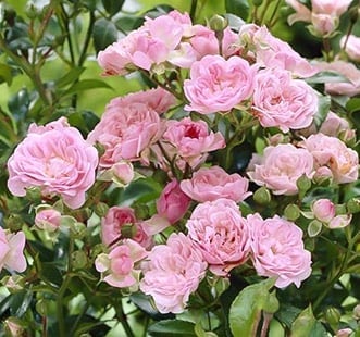 Rosas floribunda