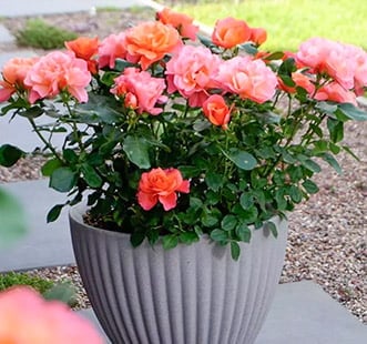 Rosas para balcón, terraza