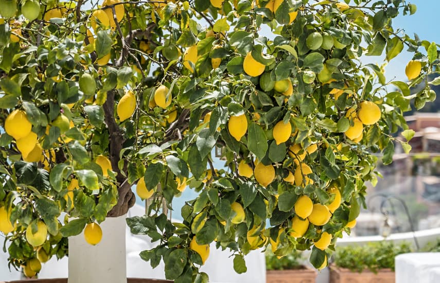 Limón casero: fuente de vitaminas y sabor refrescante