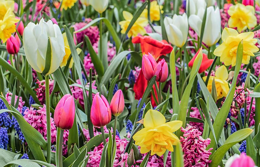 Arreglos florales de tulipanes y narcisos