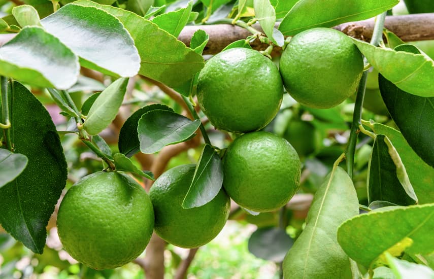 Tres formas probadas de cultivar limas en el alféizar de la ventana