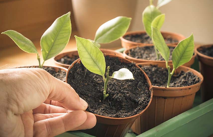 Tres formas probadas de cultivar limas en el alféizar de la ventana