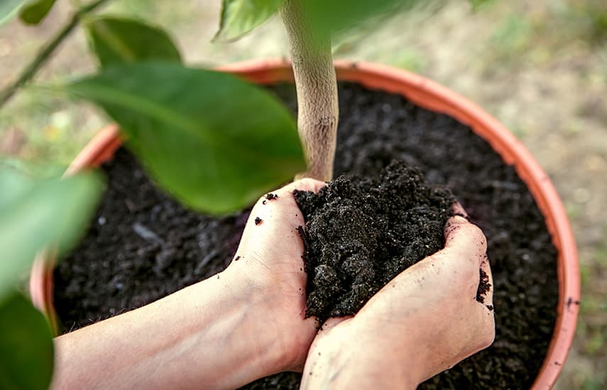 Tres formas probadas de cultivar limas en el alféizar de la ventana