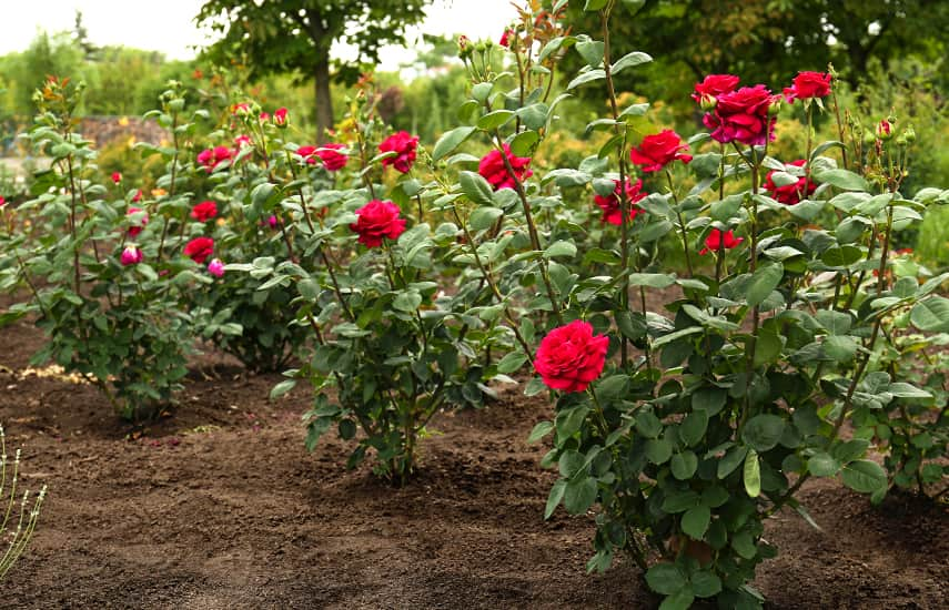 Ventajas y características de la plantación de rosales en otoño