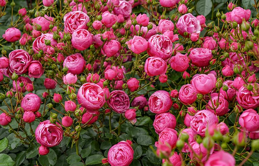 Ventajas y características de la plantación de rosales en otoño