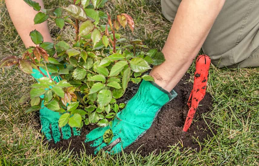 Ventajas y características de la plantación de rosales en otoño