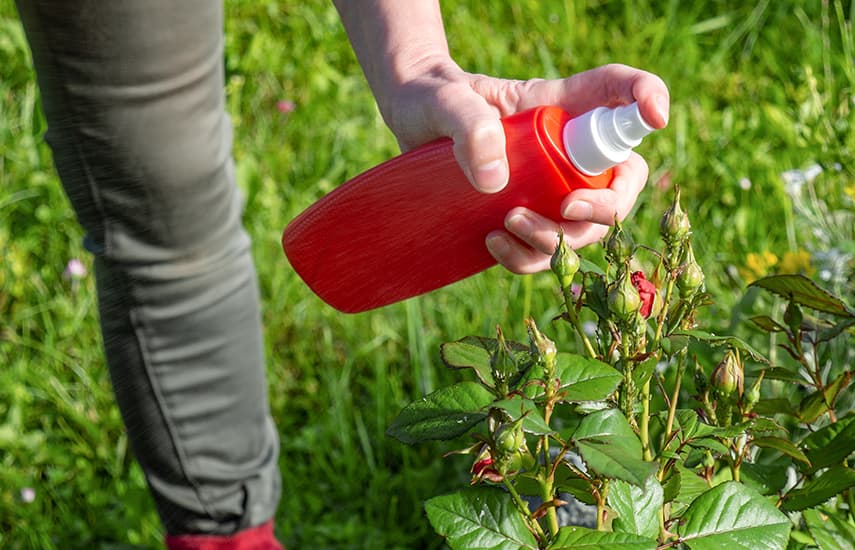 Ventajas y características de la plantación de rosales en otoño