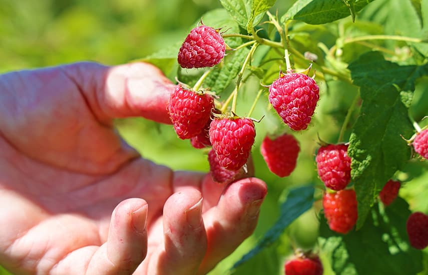 Secretos para preparar con éxito las frambuesas para el invierno