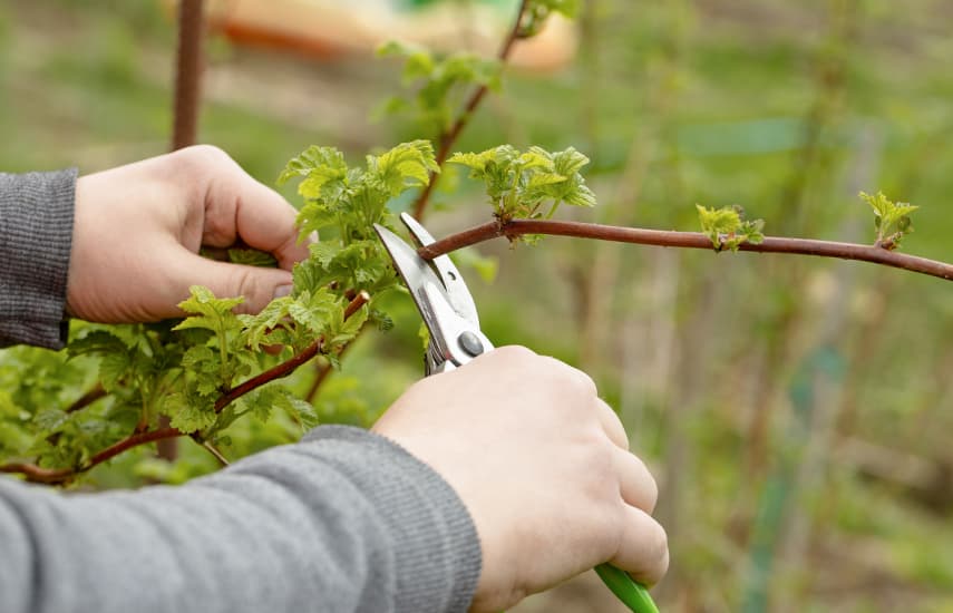 Secretos para preparar con éxito las frambuesas para el invierno