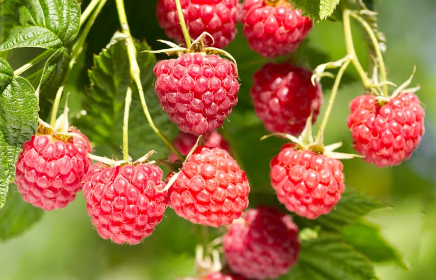 Plantación otoñal de frambuesas de repetición