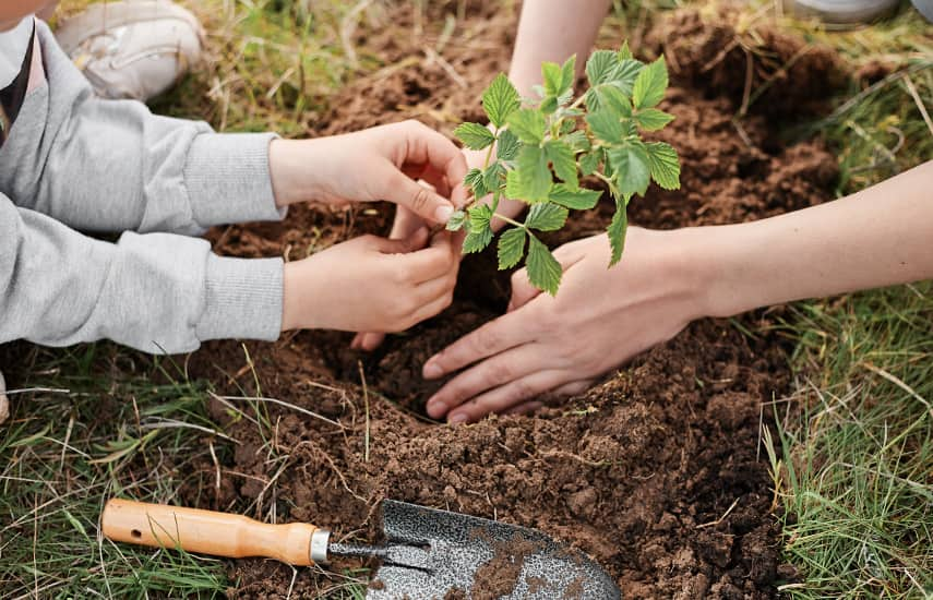 Plantación otoñal de frambuesas de repetición