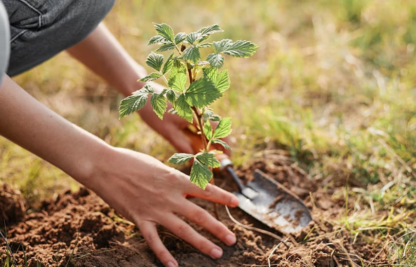 Plantación otoñal de frambuesas de repetición