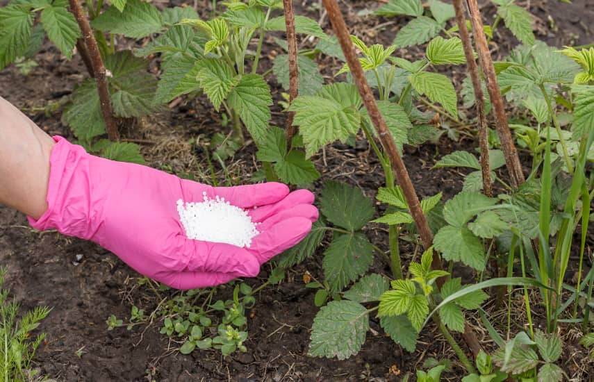 Plantación otoñal de frambuesas de repetición