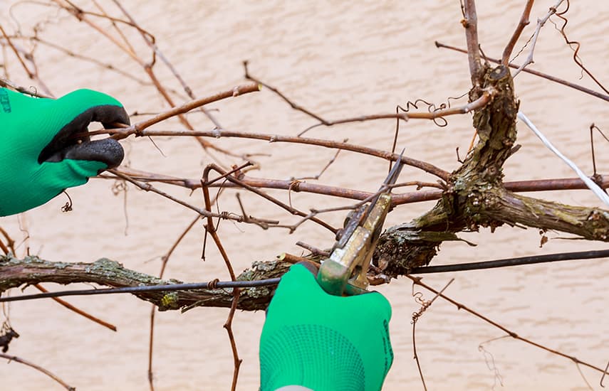 La vid: secretos de la poda de otoño y la cubierta de invierno