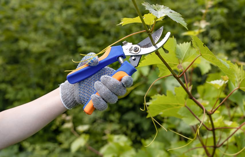 La vid: secretos de la poda de otoño y la cubierta de invierno