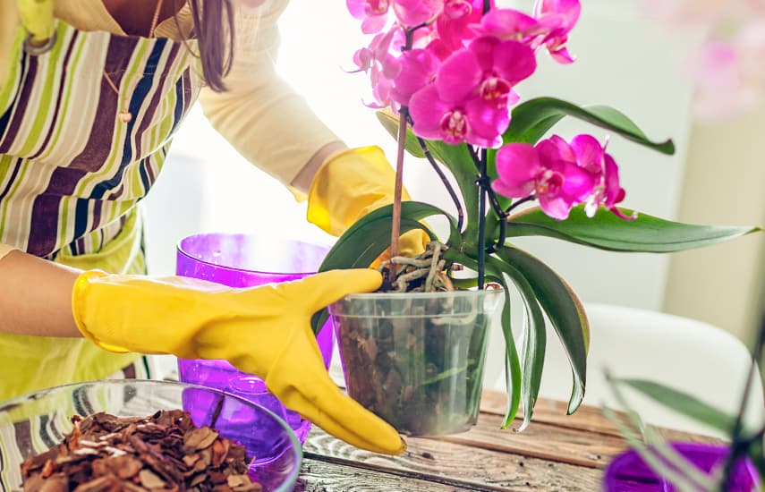 Cómo cultivar una orquídea