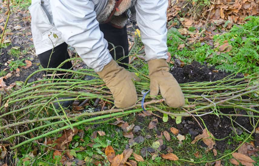 Un cuento de invierno para las rosas: ¿con qué cubrir los arbustos para que no se hielen?