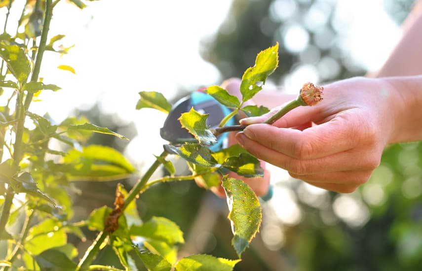 Un cuento de invierno para las rosas: ¿con qué cubrir los arbustos para que no se hielen?