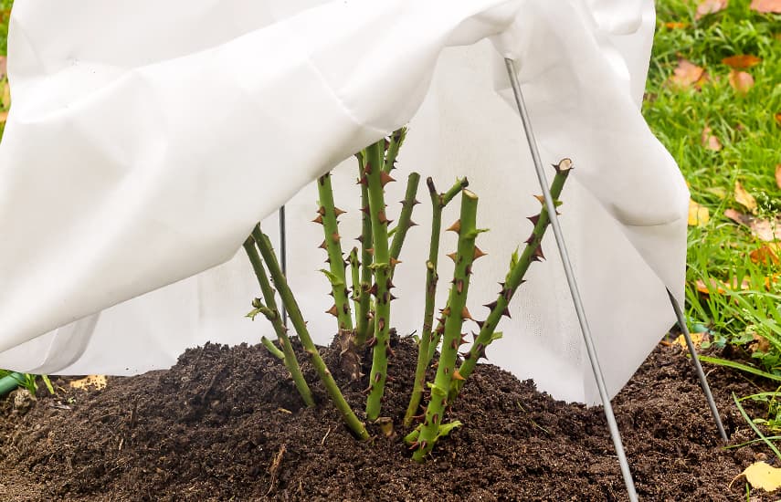 Un cuento de invierno para las rosas: ¿con qué cubrir los arbustos para que no se hielen?