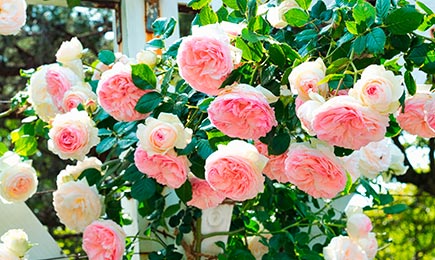 Rosas de arriate | GradinaMax