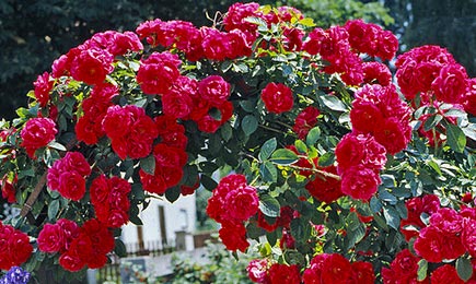 Rosas de flor grande | GradinaMax