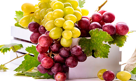 Su propio viñedo | GradinaMax