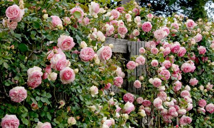 Variedades de rosas trepadoras | GradinaMax