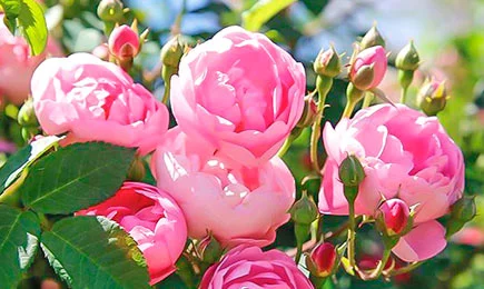 Variedades de rosas trepadoras | GradinaMax